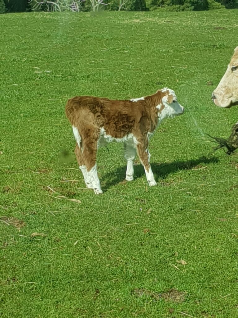 Cattle Raising and Feeding