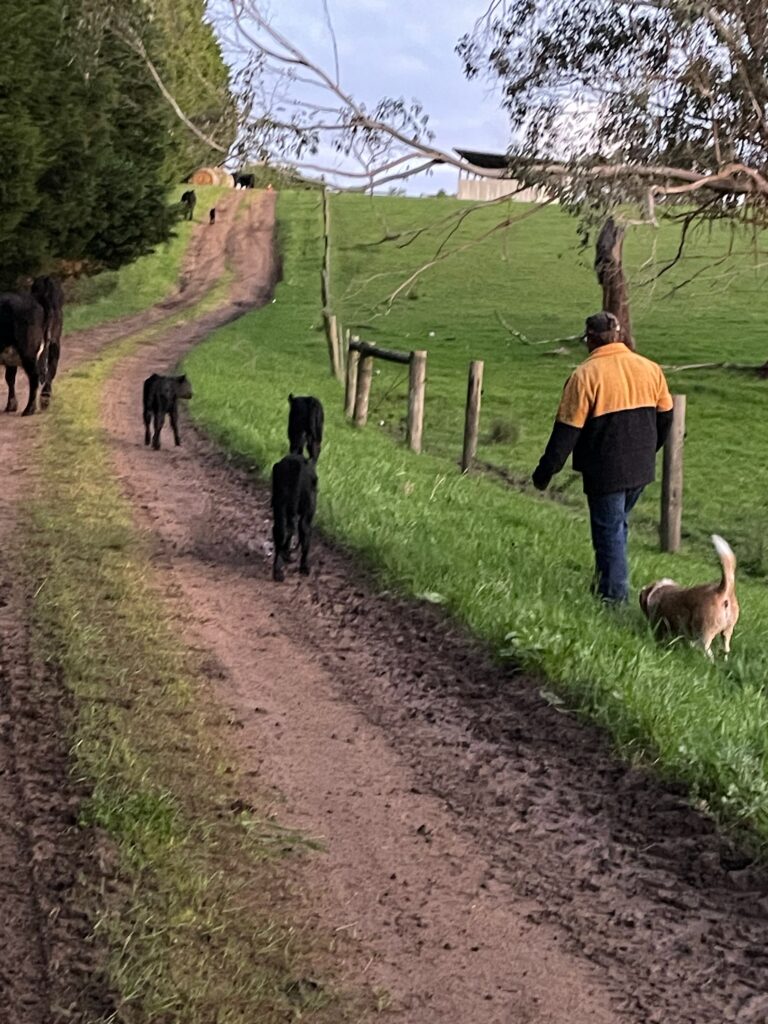 arge livestock farm cattle
