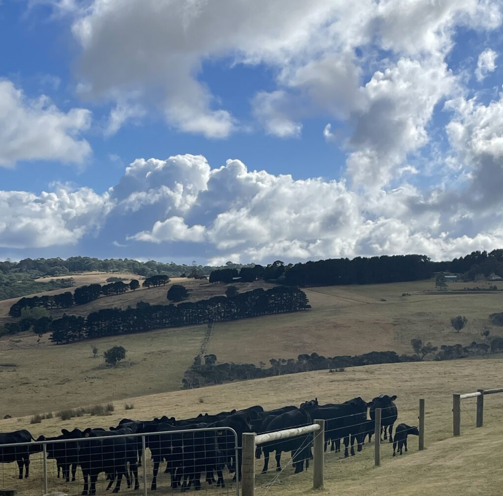 Cattle Livestock Management
