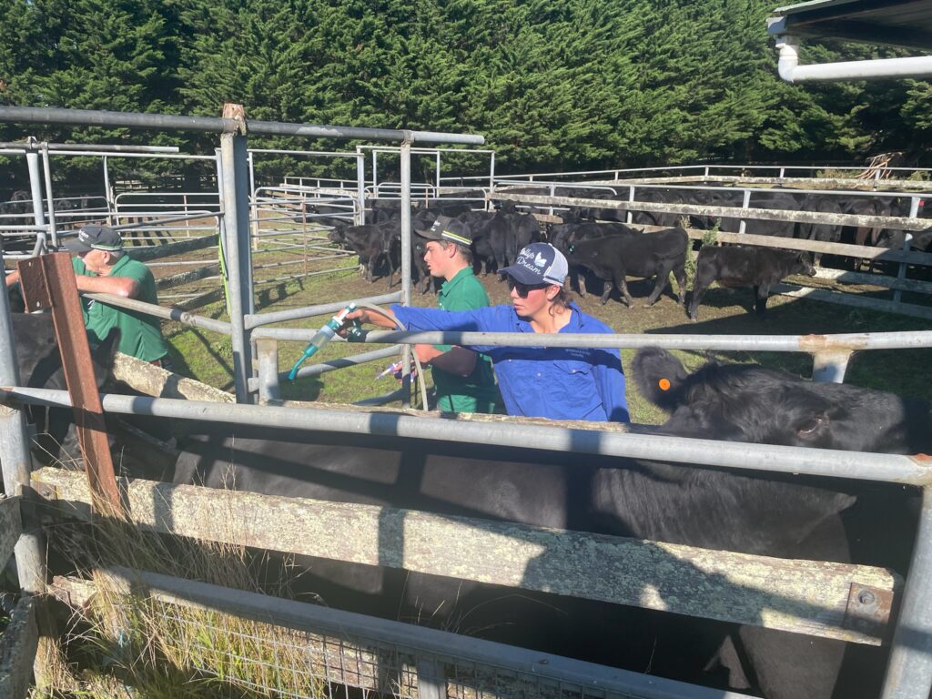 cattle livestock feed​